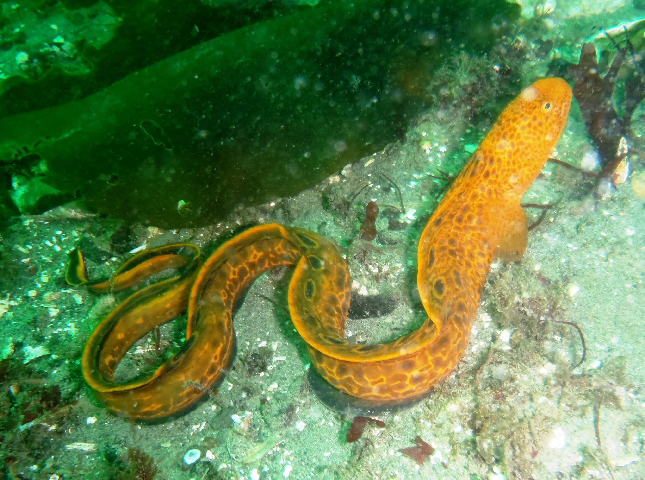 Juvenile wolf eel | U.S. Geological Survey